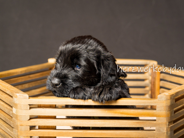 Herr Dunkelgrün nach 30 Tagen